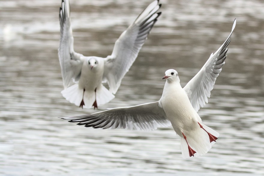 seagulls-6841129_1920.jpg