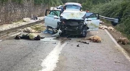 Fa strage di pecore e capre con l'auto